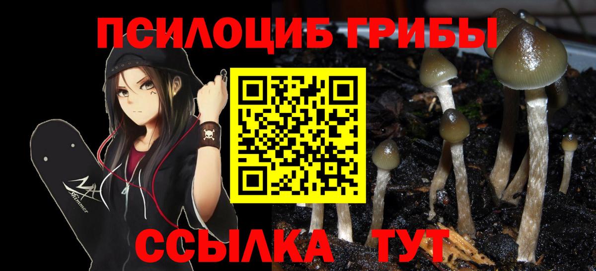 Псилоцибиновые грибы GOLDEN TEACHER Грязи